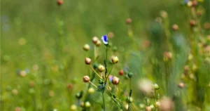 Erreur 404 - Juvigny Val d'Andaine